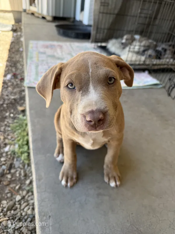Female Fawn – American Bully puppy for sale in Boise, ID