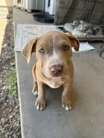 Female Fawn, a female American Bully for sale in Boise, ID – 1 of 10