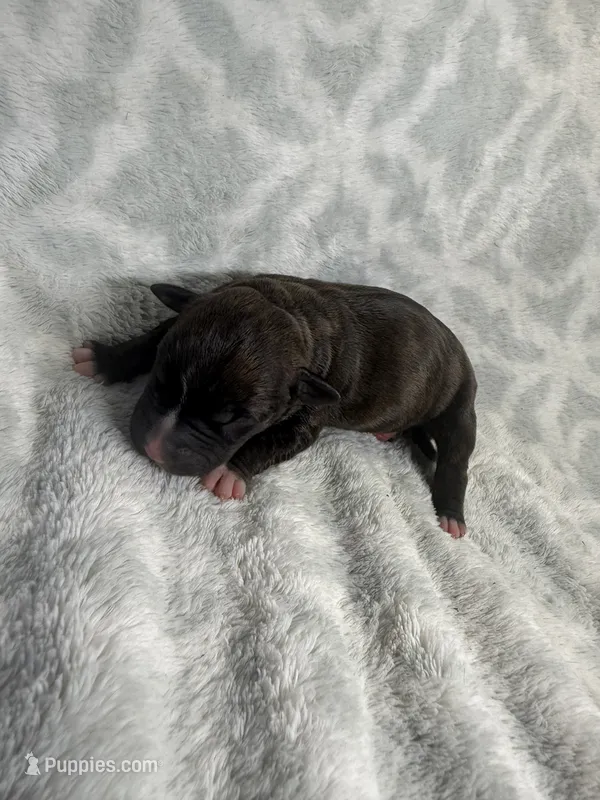 Bully Boy – American Bully puppy for sale in Boise, ID