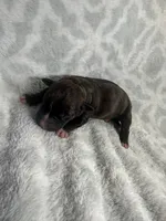 Bully Boy, a male American Bully for sale in Boise, ID – 1 of 5