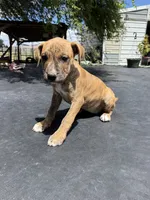 Brindle Female , a female American Bully for sale in Boise, ID – 2 of 8