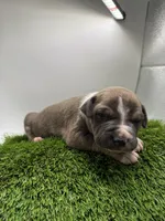 Female Bi Color , a male American Pit Bull Terrier for sale in Boise, ID – Photo 7 of 9