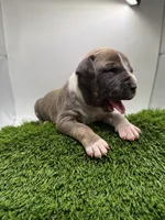 Female Bi Color , a male American Pit Bull Terrier for sale in Boise, ID – Photo 8 of 9