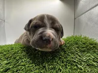 Female Bi Color , a male American Pit Bull Terrier for sale in Boise, ID – Photo 4 of 9