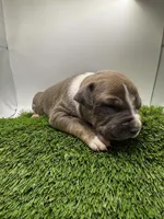 Female Bi Color , a male American Pit Bull Terrier for sale in Boise, ID – Photo 2 of 9