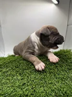 Female Bi Color , a male American Pit Bull Terrier for sale in Boise, ID – Photo 9 of 9