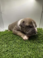 Female Bi Color , a male American Pit Bull Terrier for sale in Boise, ID – Photo 6 of 9