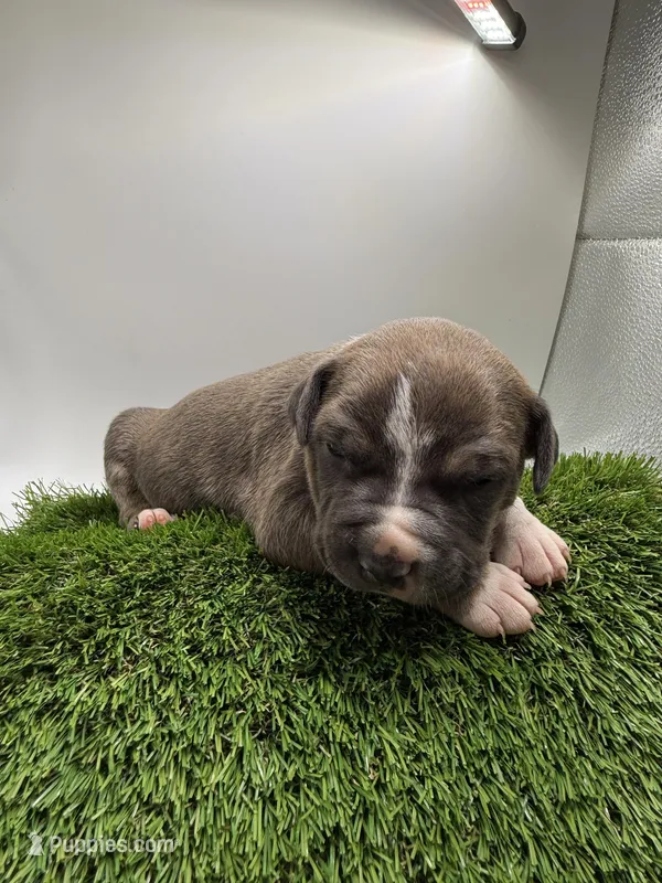 Female Bi Color  – American Pit Bull Terrier puppy for sale in Boise, ID