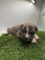 Female Bi Color , a male American Pit Bull Terrier for sale in Boise, ID – Photo 1 of 9