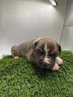 Female Bi Color , a male American Pit Bull Terrier for sale in Boise, ID – Photo 3 of 9