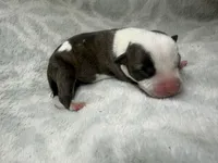 Bully Girl, a female American Bully for sale in Boise, ID – 2 of 6