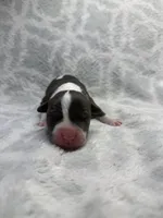 Bully Girl, a female American Bully for sale in Boise, ID – 5 of 5
