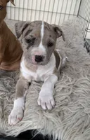 Merle Male, a male American Bully for sale in Boise, ID – 6 of 9