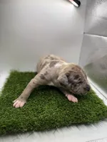 Merle Male , a male American Pit Bull Terrier for sale in Boise, ID – Photo 8 of 9