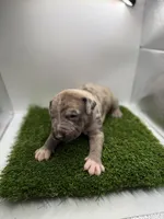 Merle Male , a male American Pit Bull Terrier for sale in Boise, ID – Photo 3 of 9