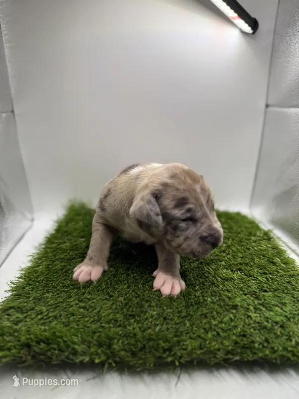Merle Male  – American Pit Bull Terrier puppy for sale in Boise, ID