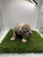 Merle Male , a male American Pit Bull Terrier for sale in Boise, ID – Photo 1 of 9