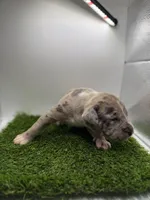 Merle Male , a male American Pit Bull Terrier for sale in Boise, ID – Photo 5 of 9