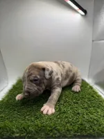 Merle Male , a male American Pit Bull Terrier for sale in Boise, ID – Photo 6 of 9