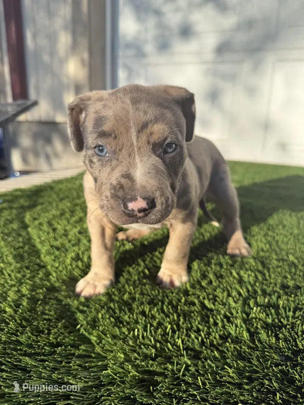 Merle Male  – American Bully puppy for sale in Boise, ID