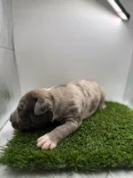 Merle Male , a male American Pit Bull Terrier for sale in Boise, ID – Photo 4 of 9