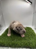 Merle Male , a male American Pit Bull Terrier for sale in Boise, ID – Photo 2 of 9