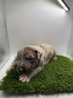 Merle Male , a male American Pit Bull Terrier for sale in Boise, ID – Photo 7 of 9