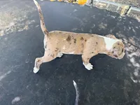 Merle Male, a male American Bully for sale in Boise, ID – 4 of 9