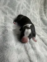 Bully Boy, a male American Bully for sale in Boise, ID – 2 of 6