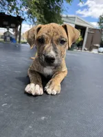 Brindle Female , a female American Bully for sale in Boise, ID – 1 of 8