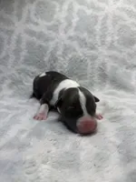 Bully Girl, a female American Bully for sale in Boise, ID – 4 of 5