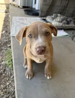 Fawn Female, a female American Bully for sale in Boise, ID – 2 of 4