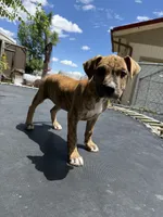 Brindle Female , a female American Bully for sale in Boise, ID – 3 of 8
