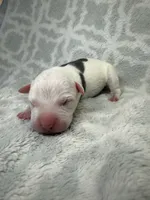 Bully Girl, a female American Bully for sale in Boise, ID – 5 of 5