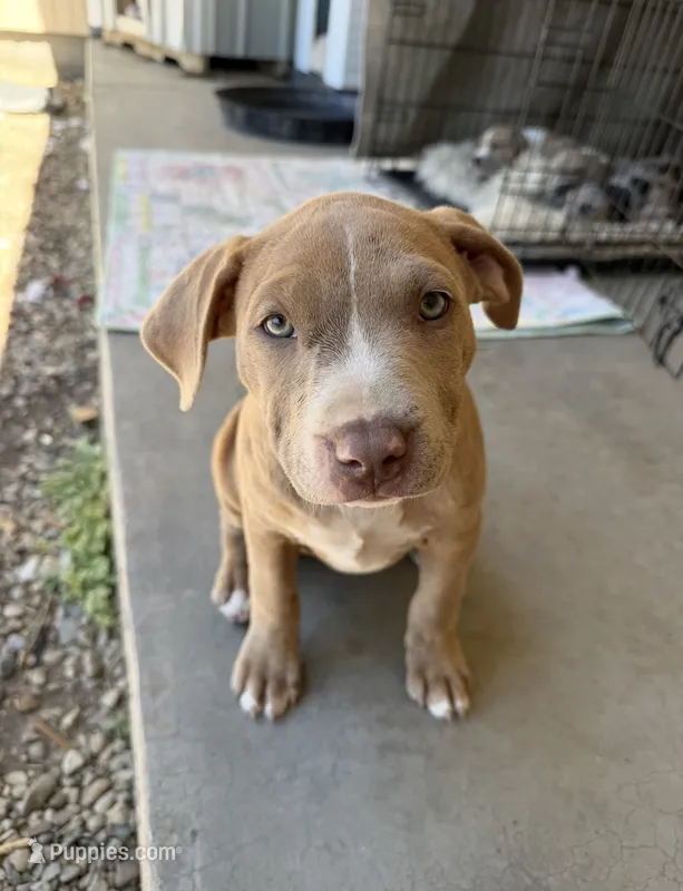 Fawn Female – American Bully puppy for sale in Boise, ID