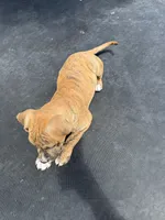 Brindle Female , a female American Bully for sale in Boise, ID – 4 of 8