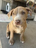 Female Fawn, a female American Bully for sale in Boise, ID – 4 of 10