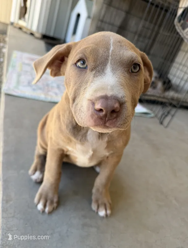 Fawn Female – American Bully puppy for sale in Boise, ID