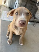 Fawn Female, a female American Bully for sale in Boise, ID – 1 of 4