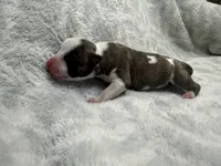 Bully Girl, a female American Bully for sale in Boise, ID – 6 of 6