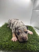 Merle Tri Male , a male American Pit Bull Terrier for sale in Boise, ID – Photo 4 of 4