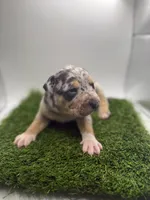 Merle Tri Male , a male American Pit Bull Terrier for sale in Boise, ID – Photo 2 of 4