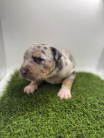 Merle Tri Male , a male American Pit Bull Terrier for sale in Boise, ID – Photo 3 of 4