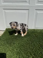Merle Tri Male , a male American Bully for sale in Boise, ID – 7 of 10