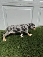 Merle Tri Male , a male American Bully for sale in Boise, ID – 10 of 10