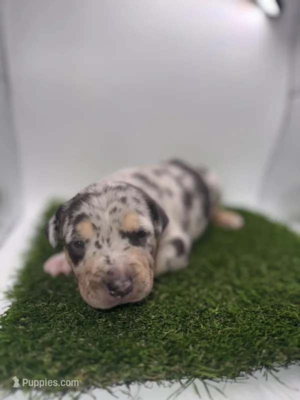 Merle Tri Male  – American Pit Bull Terrier puppy for sale in Boise, ID