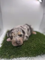 Merle Tri Male , a male American Pit Bull Terrier for sale in Boise, ID – Photo 1 of 4