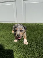 Merle Tri Male , a male American Bully for sale in Boise, ID – 5 of 10