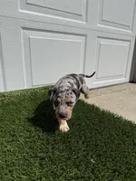 Merle Tri Male , a male American Bully for sale in Boise, ID – 9 of 10