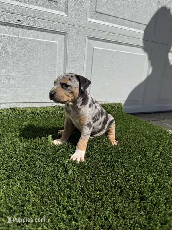 Merle Tri Male  – American Bully puppy for sale in Boise, ID